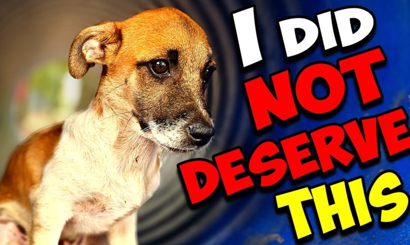 Small Puppy Was Thrown Away by the Road