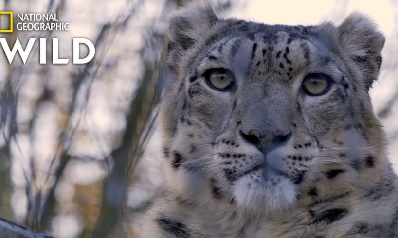 Snow Leopards 101 | Nat Geo Wild