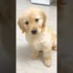 So sorry, I have to saved that video in my phone☹️ #dog #shorts #goldenretriever