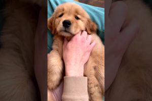 Softest Golden Retriever Puppy Ever!