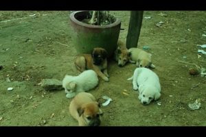 Soo cute puppies moment in the morning😘😘🐶