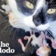 Stray Cat Gives Birth In Woman's Jeep | The Dodo