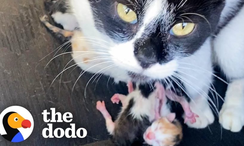 Stray Cat Gives Birth In Woman's Jeep | The Dodo