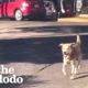Stray Dog Chases Woman's Car For Five Blocks Until She Finally Stops | The Dodo