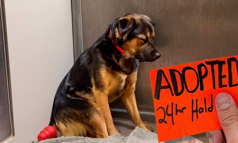 Stray Dogs Family told Shelter to JUST KEEP HER, then this happened..
