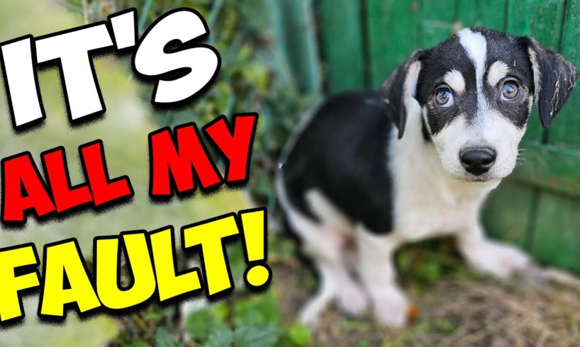 Stray Puppy Couldn't Believe Someone Cared For Him