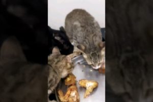 Stray Rescue Kittens Hospitality #shorts #rescuekittens #kittencare #hospitality #youtubeshorts