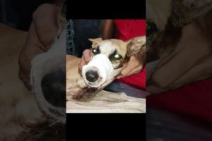 Street Dog with Broken Jaw #shorts #animals #dog #brokenjaw #injured #rescuedog #rescuestories #pets