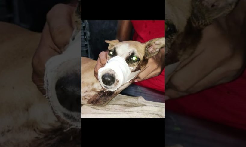Street Dog with Broken Jaw #shorts #animals #dog #brokenjaw #injured #rescuedog #rescuestories #pets