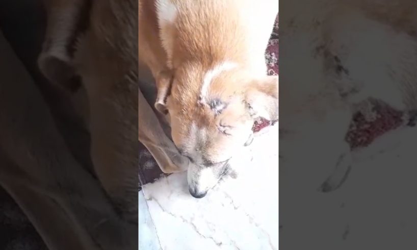 Street dog injured helped #streetdog #dogs #lover #helping #youtubeshorts #shortfeed #shortvideo 🐕🐶
