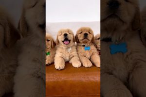 Super Handsome Golden Retriever Puppies!