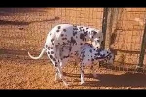 Super dog meeting first time || dog mating || animals mating funny video Village