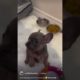 THE CUTEST TALKING FRENCH BULLDOG PUPPY AGAIN #frenchbulldog #puppiesofinstagram #cutedogs