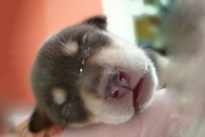 Tears of A Tiny 1 Day Old Puppy Abandoned on The Street And The Emotional Story Behind