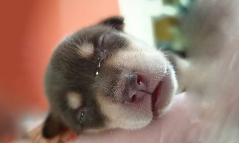 Tears of A Tiny 1 Day Old Puppy Abandoned on The Street And The Emotional Story Behind