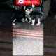 Tere mere gal cute puppies#shorts#cute #trending #viral#shortsfeed #funny