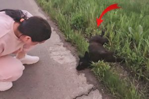 Terrified dog hit by car & left alone on the Roadside got Rescued just in time
