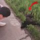 Terrified dog hit by car & left alone on the Roadside got Rescued just in time