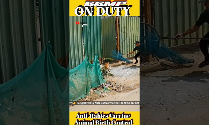 Thakur dog catch। Bangalore City💕#shorts #dog #rescue #amazing