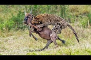 The Best Of Best Leopard Attacks - Most Amazing Moments Of Wild Animal Fights