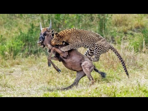 The Best Of Best Leopard Attacks - Most Amazing Moments Of Wild Animal Fights