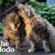 The Best Thing To Do For Stray Cats In NYC | The Dodo