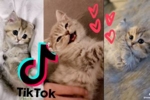 The Cutest Kittens of TikTok [TikTok Compilation 2021] ~ 🐱❤️