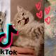 The Cutest Kittens of TikTok [TikTok Compilation 2021] ~ 🐱❤️