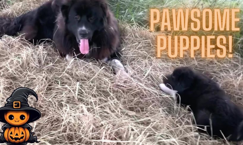 The Cutest Puppies ever! It's Puppy Playtime! Great Pyrenees Puppies Loving life! Watch them play!