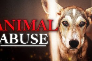 The Disturbing Side of YouTube Animal Rescues