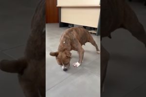 The Incredible Comeback of a Paralyzed Dog with Anaplasma, Dysplasia, and Spine Damage