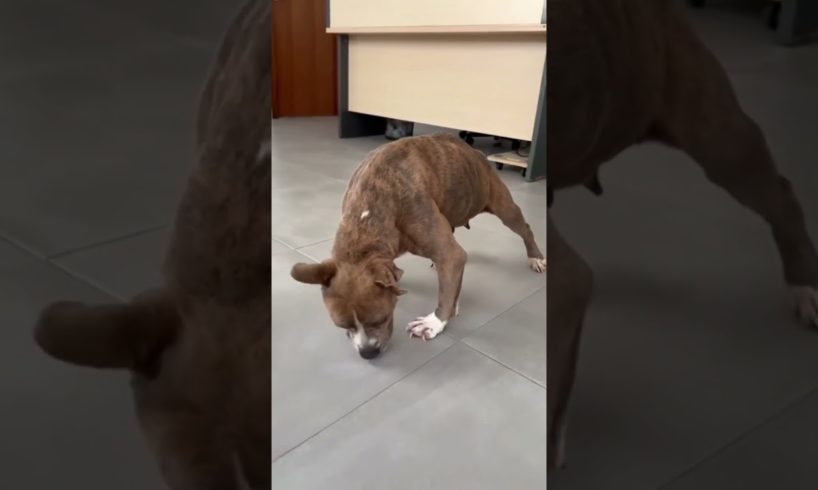 The Incredible Comeback of a Paralyzed Dog with Anaplasma, Dysplasia, and Spine Damage