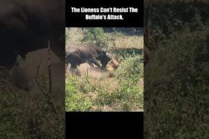 The Lioness Can't Resist The Buffalo's Attack #short #Animal Secrets #animals