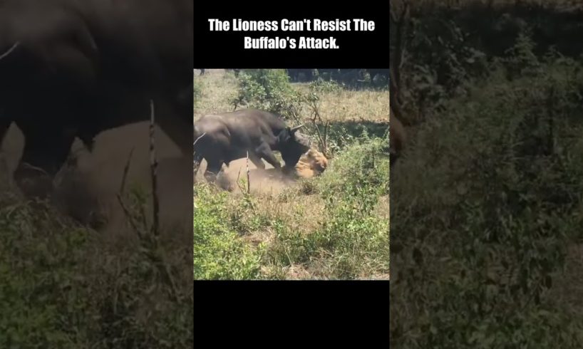 The Lioness Can't Resist The Buffalo's Attack #short #Animal Secrets #animals