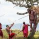 The Maasai Warriors Rise Up To Attack The Jaguars Non-Stop And The End ! | Animal Fights