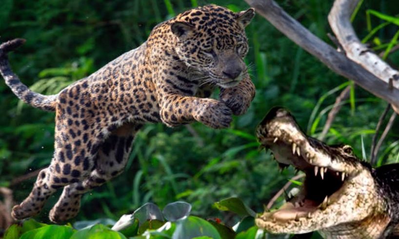 The Most Extreme Animal Fights Ever Filmed: Jaguar vs. Crocodile - Wild Animals Attack