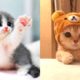 The Most Lovely Super Cute Kittens In The World | Cute Cat Of TikToks