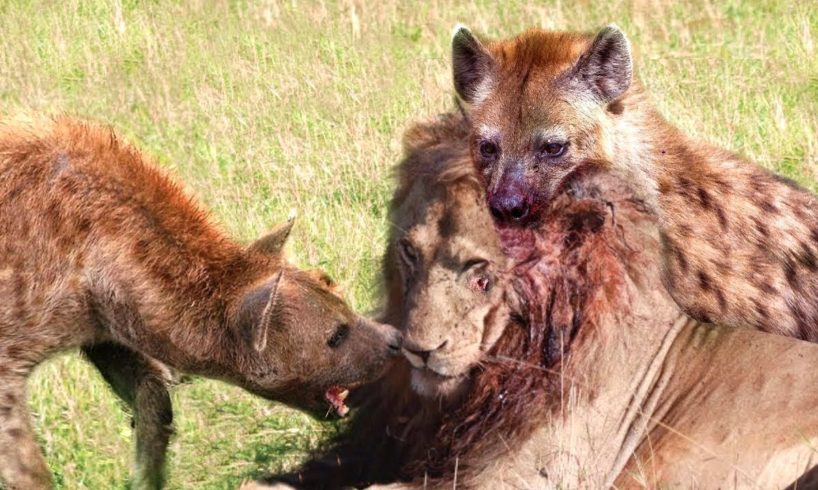 The Terrifying Scene When the Bloodthirsty Herd Of Hyenas Attack King Lion To Fight For Prey