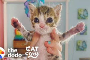 The Tiniest Rescue Kitten Makes The Cutest Little Noises | The Dodo Cat Crazy