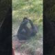The cutest baby gorilla at Disney’s Animal Kingdom playing with a ball!!
