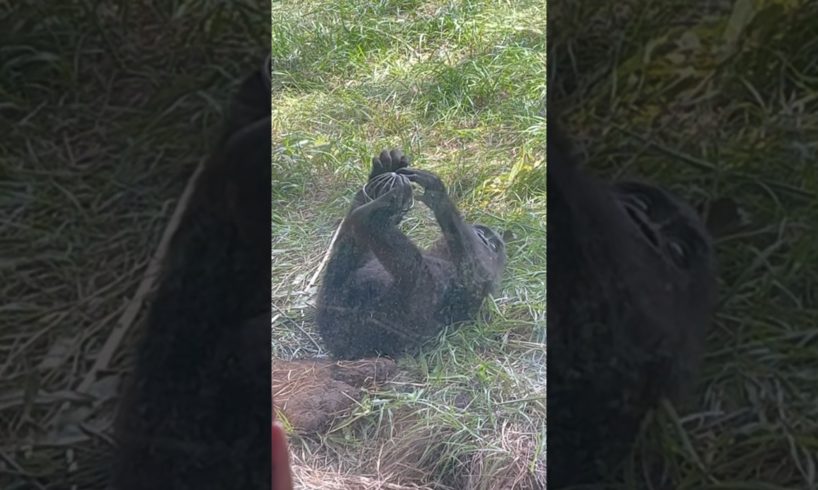 The cutest baby gorilla at Disney’s Animal Kingdom playing with a ball!!