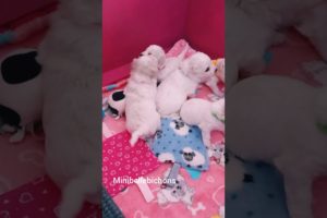 The cutest puppies are nearly 3 weeks old