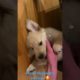 The cutest puppy video of Finn I have 🥰 #puppy #dog #goldenretriever #puppies
