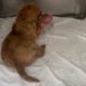 The little sick puppy is feeling better 😍it’s a girl- Takis Shelter
