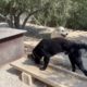 The new black shepherd is in the shelter - Takis Shelter