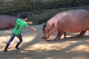 These Animals Don't Forget Their Owners After Years | Animal Reunion #3