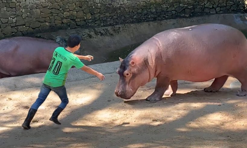 These Animals Don't Forget Their Owners After Years | Animal Reunion #3