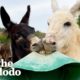 These Donkeys Love Getting Into Trouble | The Dodo