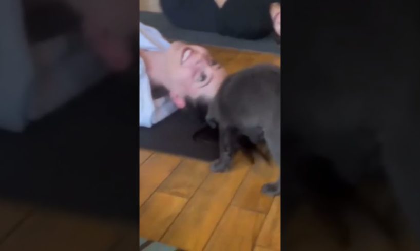 This gym is dogs friendly