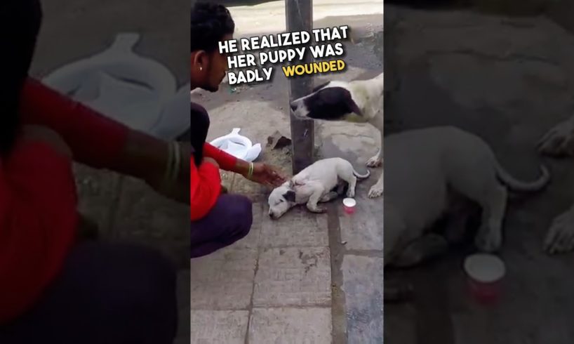 This is Why Dogs Are Not Just Animals..😭❤️ #shorts